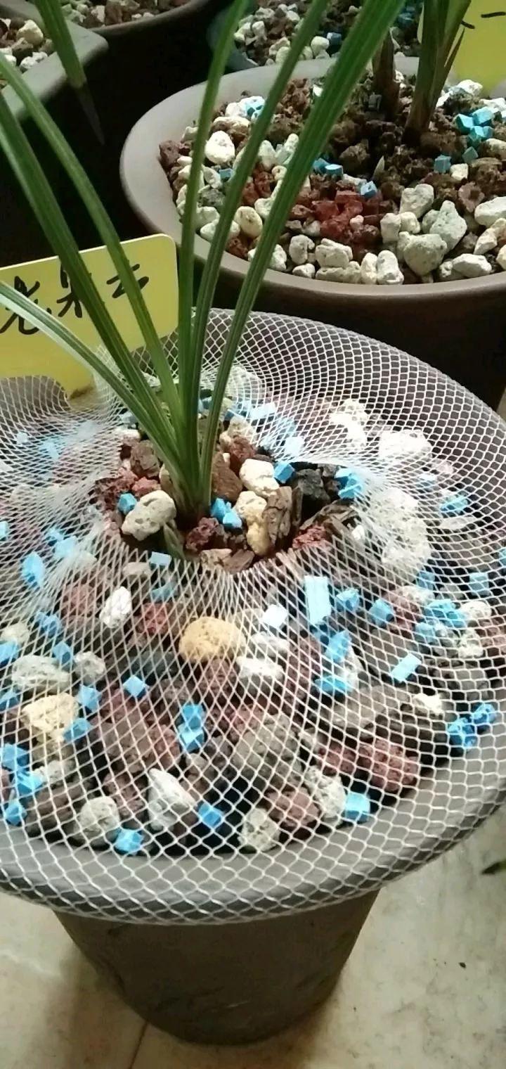 夏天养花“招虫子”6种方法存好了,安全又有效!