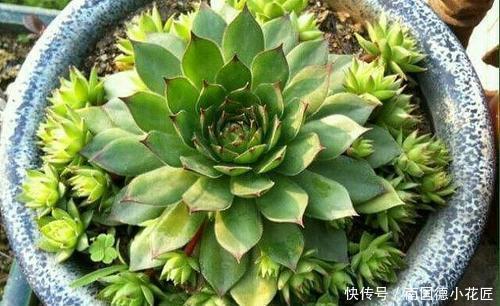 耐寒|3种普货多肉,耐寒又好养,冻一冻颜色更鲜艳,适合新手养!