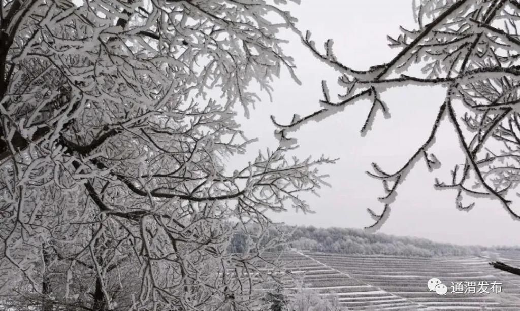 书画|冰雪华家岭！妖娆如诗画