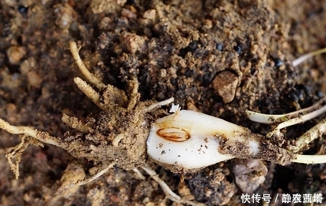 红枣|农村一种埋土里的野果,过去5毛一碗抢着吃,如今却要35元一斤