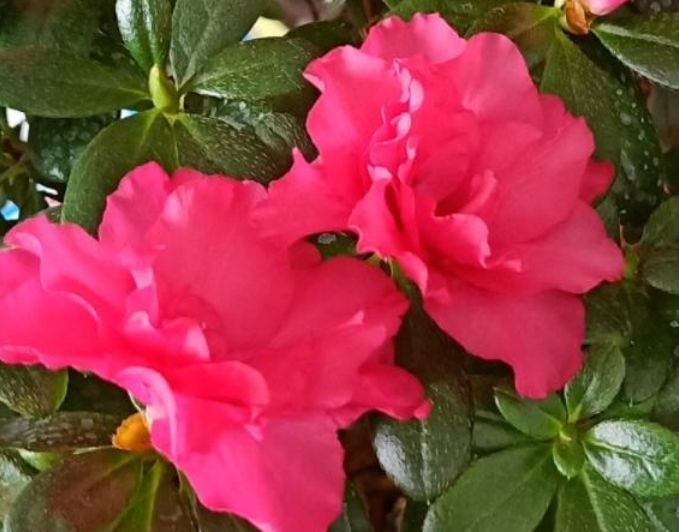 家里养此款花卉，开花特别漂亮，娇艳动人，花色繁多