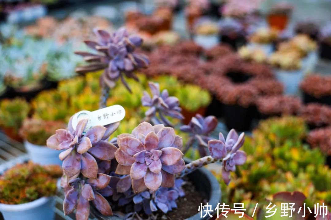 搬进室内养肉没状态?做好三件事,室内过冬依然保持美丽