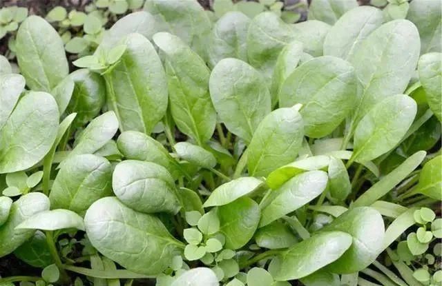 肝，是“哑巴”，少吃三白，多食四绿，肝脏可能逐渐变好