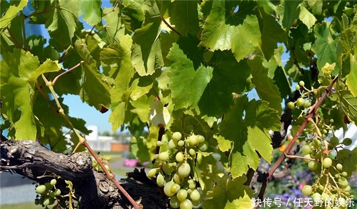 冬季来了，推荐3种食物，女性常吃能呵护子宫，越吃越年轻