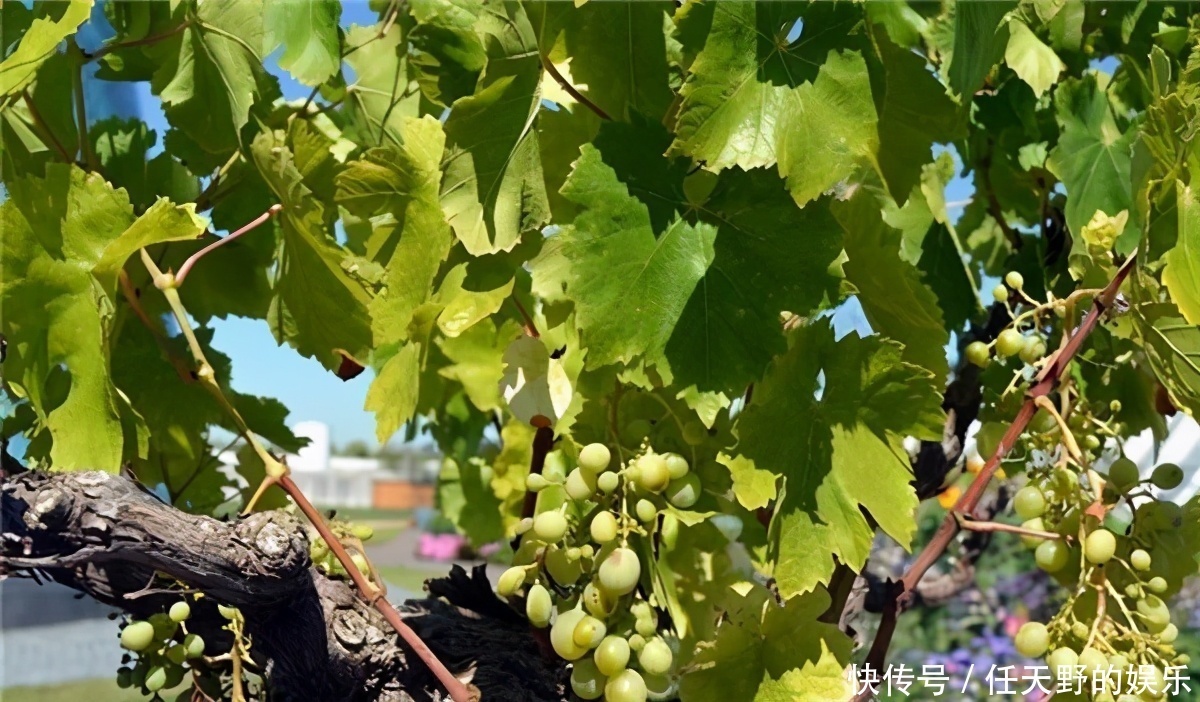 冬季来了,推荐3种食物,女性常吃能呵护子宫,越吃越年轻