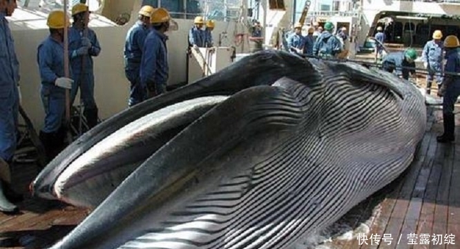 日本|为何日本一直坚持捕猎鲸鱼?并非为了吃肉,真实目的各国都要警惕
