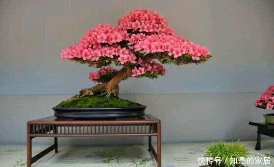 导致的落叶|杜鹃出现非正常落叶怎么办