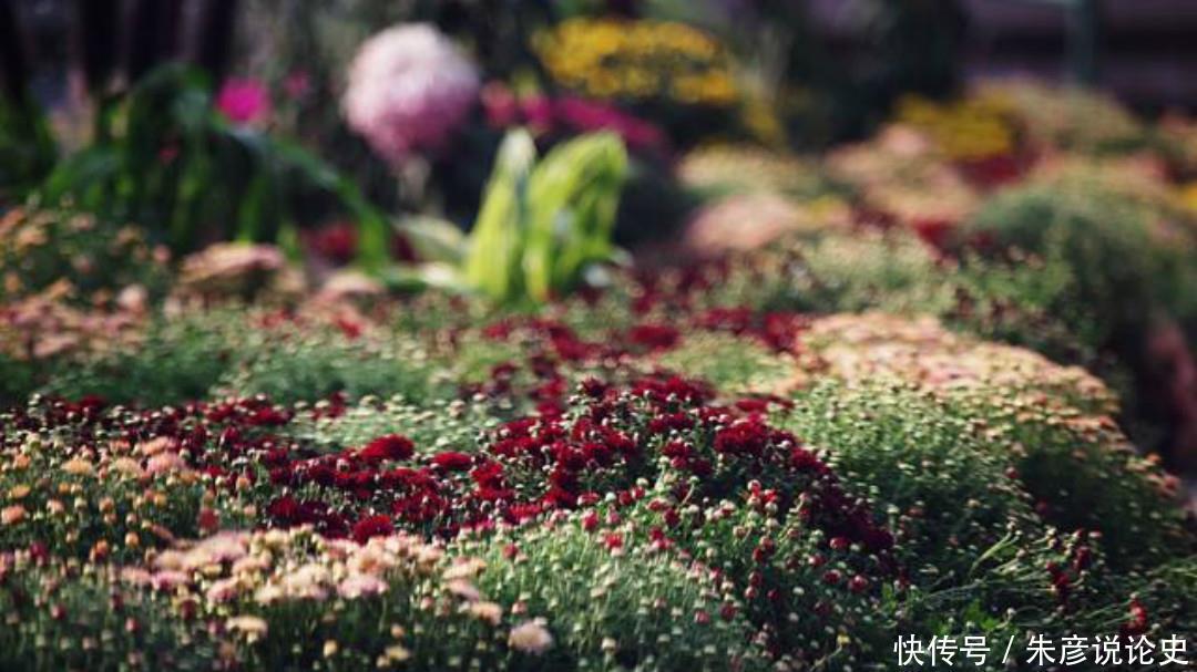  品格|杨万里一首经典的《残菊》，通篇生动有趣，写出了菊花高尚的品格