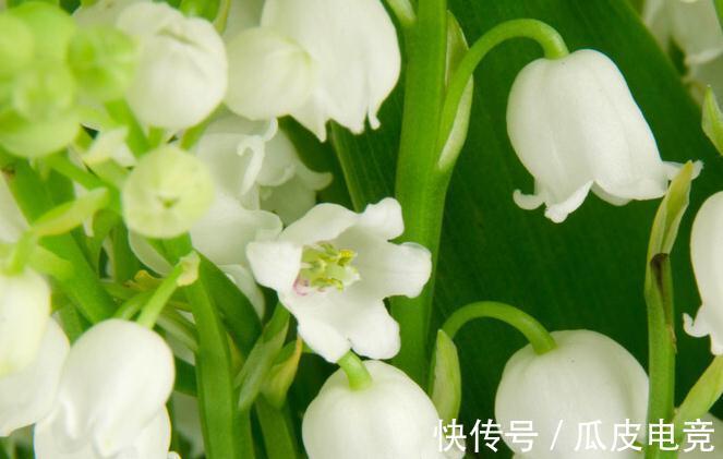 马上进入2022年,新的一年即将开启,为你推荐25种漂亮的花卉