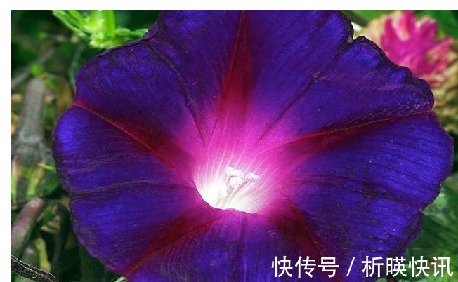 把以下叶子随手插土里,两周长出一盆少见的盆栽,花朵比叶子好看