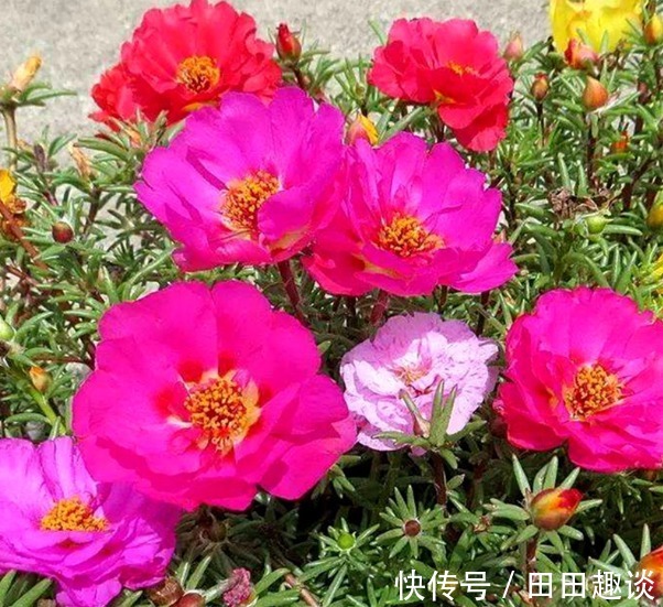 喜欢在家中养花,就选择5种花卉,花色绚丽,优雅妖娆,非常美
