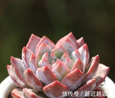 养多肉粉蓝鸟,越狠越容易出状态,养出暗纹颜色红彤彤!