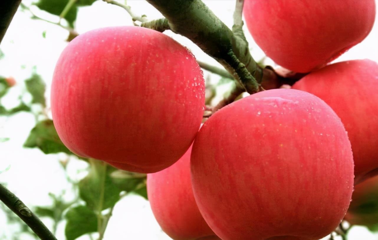 身体|每天晚上坚持吃3种食物,美白护肤、滋润身体,令人肌肤红润