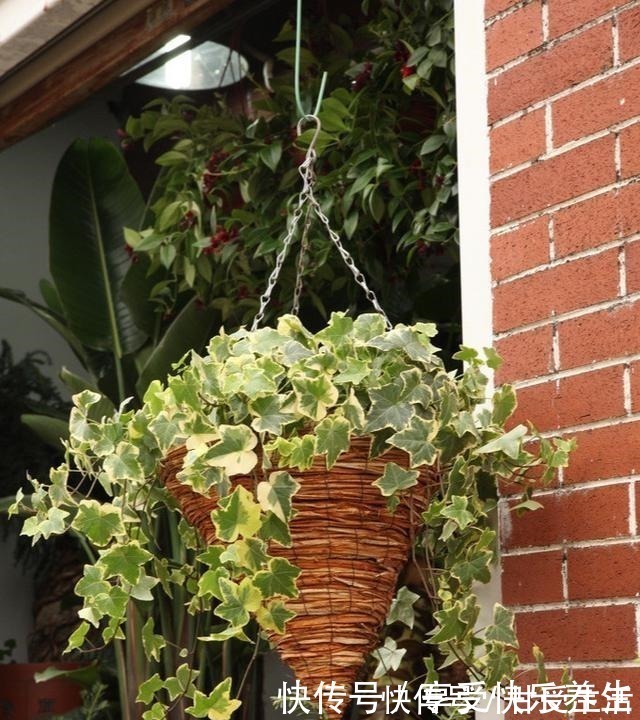 花友|这“三种花”遇水易疯长,“寓意好”吸甲醛净空气,家人少生病!