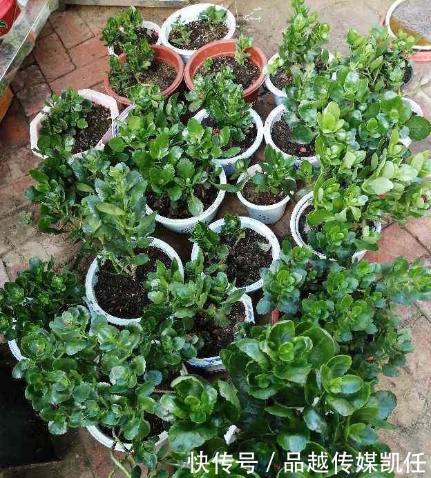 小平头|长寿花剪一刀,理个小平头,株型矮壮开花多