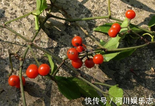 清热解毒|被称之为“药王”,农民称它治百病的抗癌草,现在市场1千元一斤