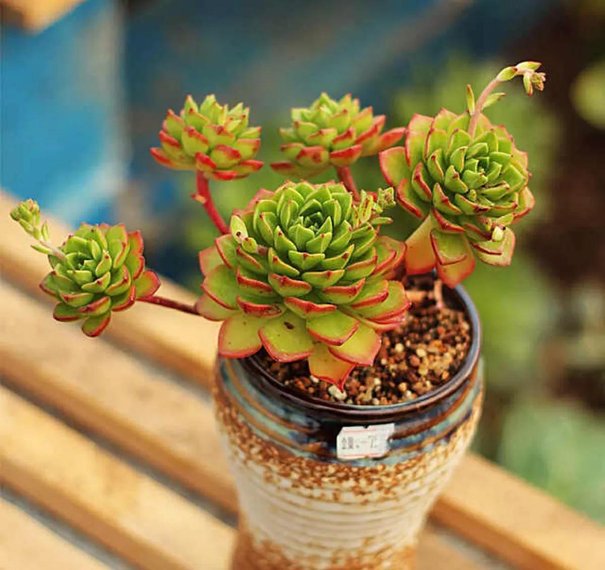 烂根多肉不要扔,处理一下,还能活,照样长出好状态