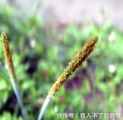 野生植物|它是治疗脚气“特效药”,学名“麦娘”,农村到处是,遇到请重视
