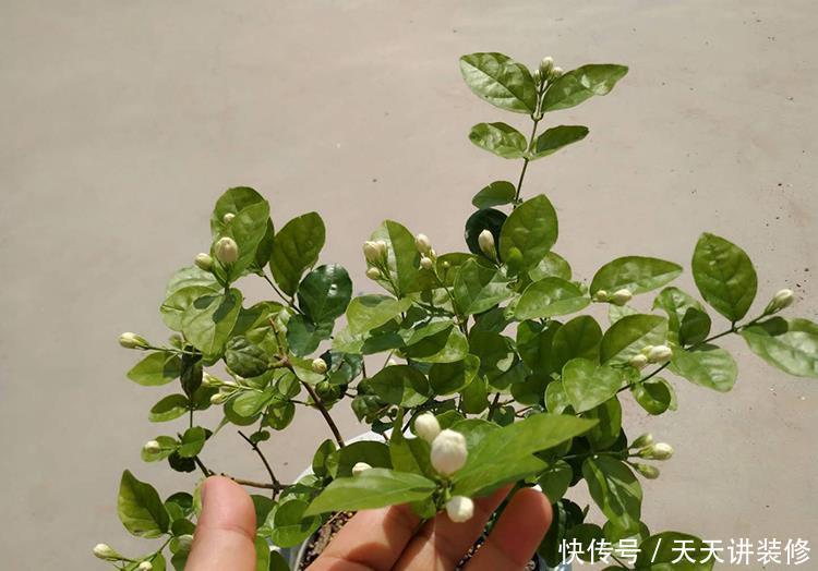 花店|五月逛花店，5种花不值得买，买了也浪费，要记得