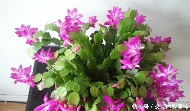 养花|浇花水摻点它,比营养液、淘米水还肥,家里花草长得叶绿、花多!