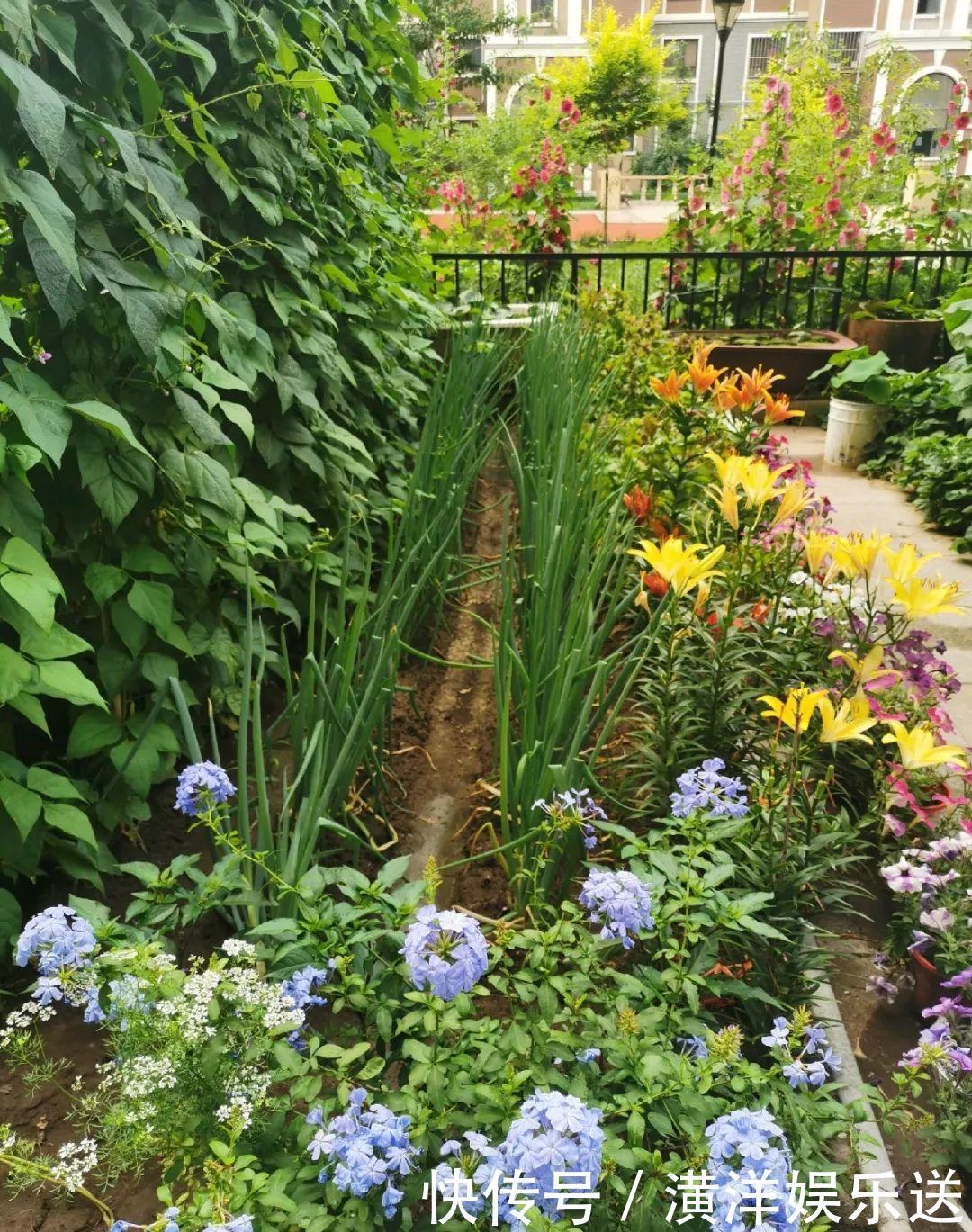 矮牵牛|70岁老妈,一天也闲不住,院子里种满了花!