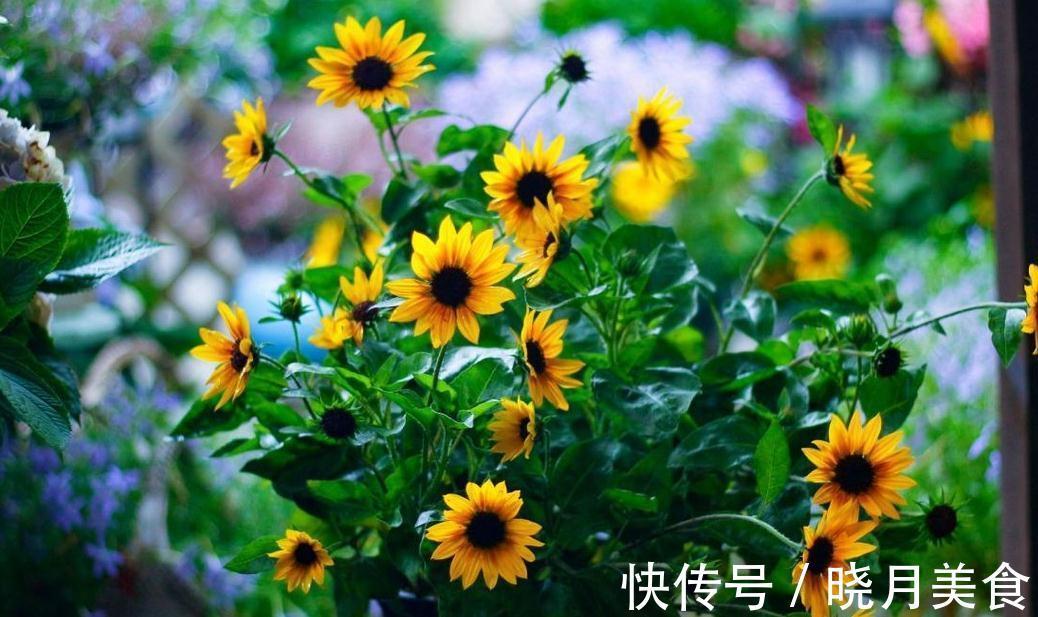 矮牵牛矮牵牛|阳台养这5种花,越养越旺宅,秒变家中小花园