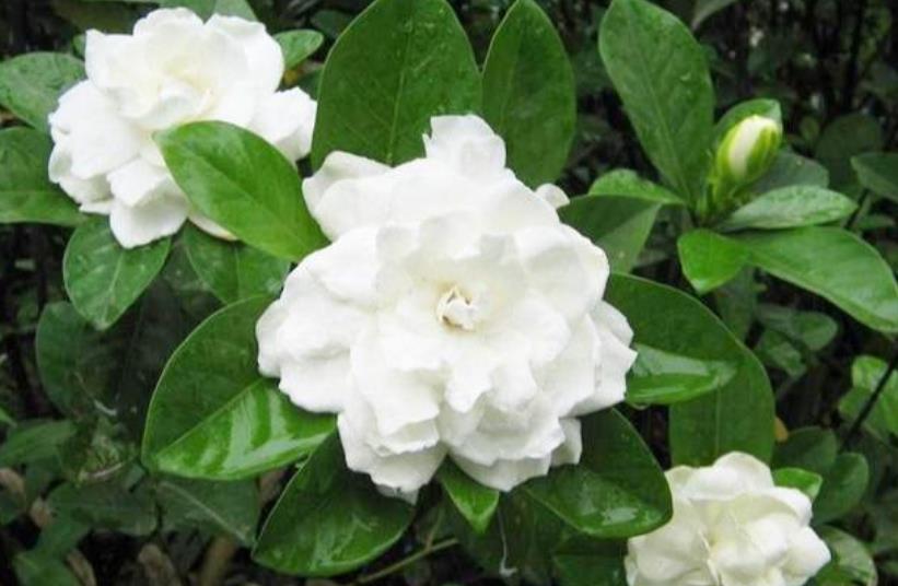 养花就养这几款，一年四季开不停，颜色漂亮又好养，真值！