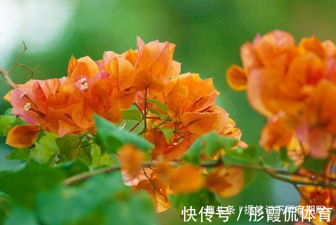 “优良品种”橙雀三角梅,花开爆盆,美艳优雅,可以说是养花首选