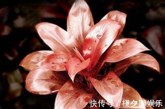 漂亮|养不好花不如养叶子,简单还好打理,叶子长起来比花还要漂亮