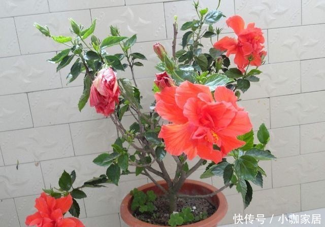 绿萝|3种花卉,被说“不吉利”,爱花的人来看下