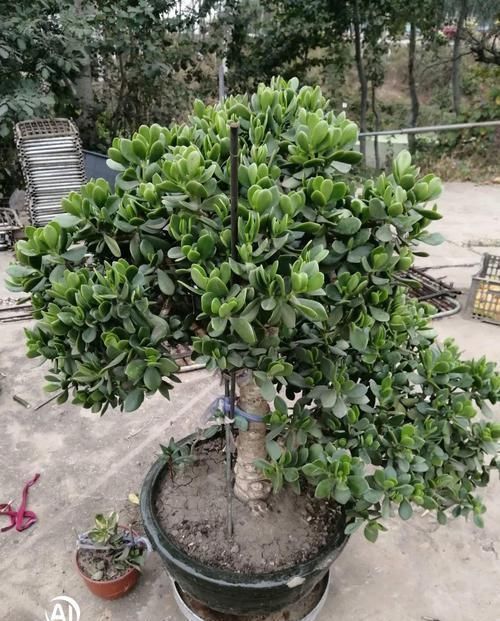 养了20年的玉树，杆子比大腿还粗，满树白花跟下雪了一样