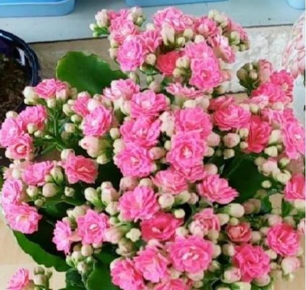 4种花养家里，谁见了都喜欢，第二种已经被迷住了