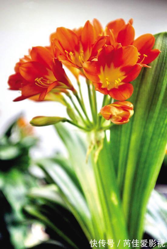 适合小盆养的“5种花”,大盆“不利于”生长和开花,可别搞错了