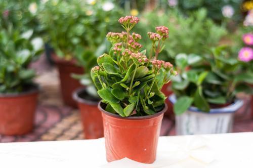 长寿花有2个养护时期，做好这几点，花期长达3个月，赏花真尽兴