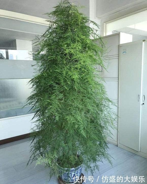 8种“吉利花”,要用“穷养法”,小盆养老桩,富贵又旺家