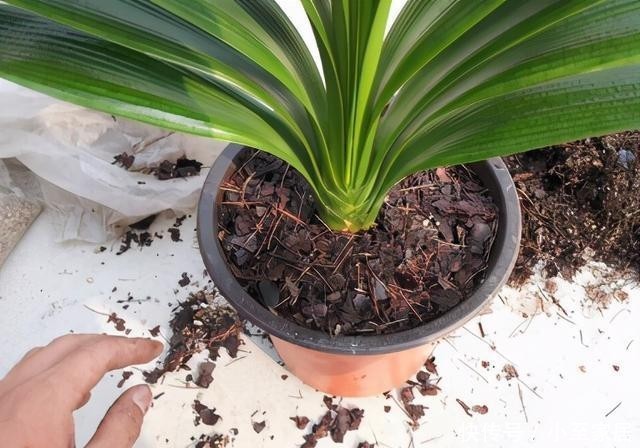 君子兰|“烂土”养君子兰?3种“废物”烫一烫,好营养,养花一级棒