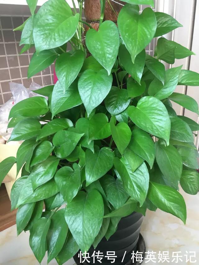 经典的三种绿植,家家户户都有,叶子发黄了,这几招可以解决