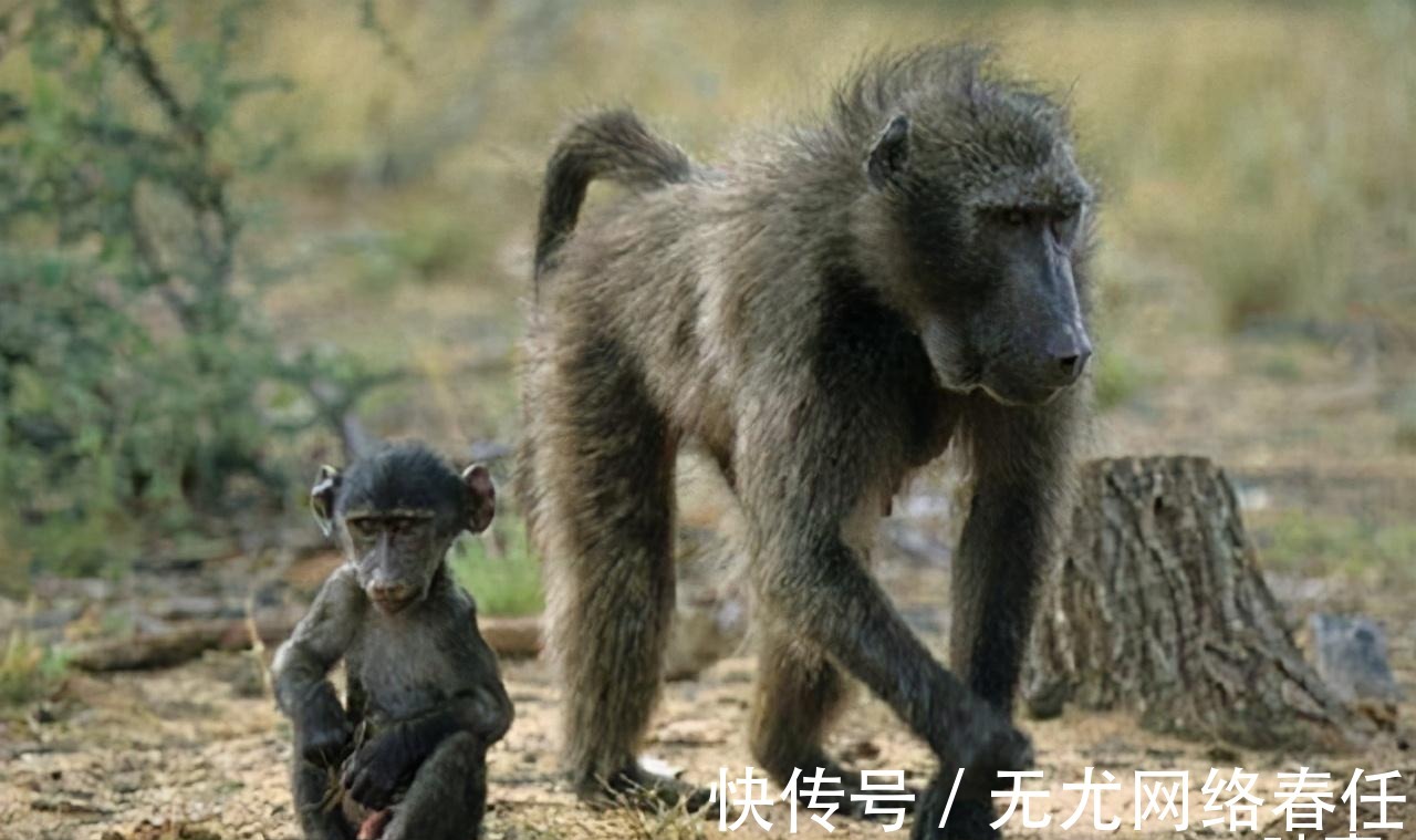 小菲伊|1984年美国女婴移植狒狒心脏,手术成功后,小女孩活了多久?