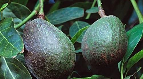 西红柿|人到中年,推荐多吃3种食物,保护细胞水分,延缓衰老,好吃不贵