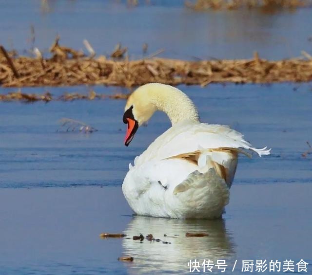 乌梁素海，欢迎疣鼻天鹅回家！