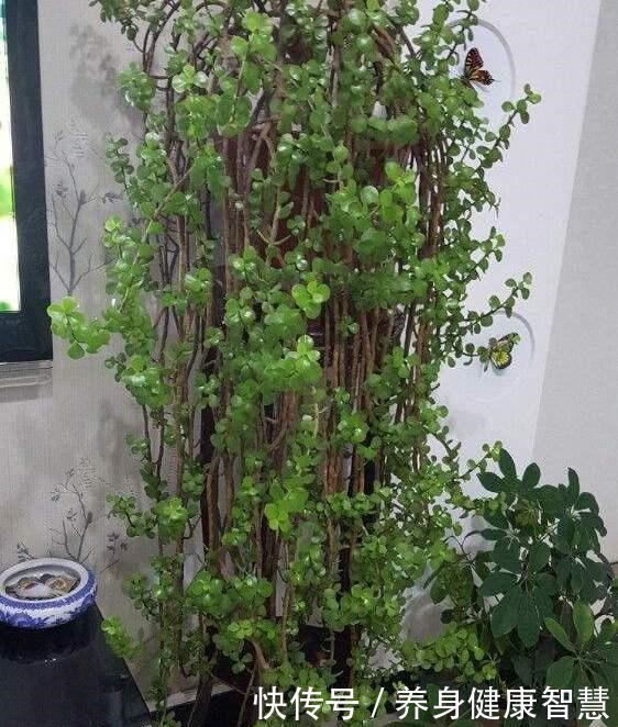 养好金枝玉叶,无非掌握“5要点”,做到位了,枝干粗壮、嫩叶窜!