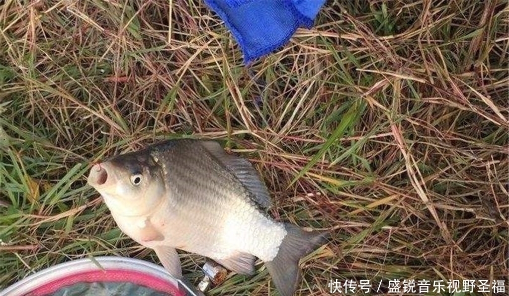 鱼儿们|夏季野钓鲫鱼，这3种地方别错过，下面可能藏着一群鱼