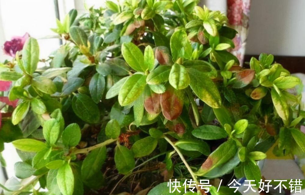 叶片|10种花,空气再干也别“喷水”,容易黄叶“掉花苞”