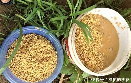 野钓打窝后,一直没有鱼口,是这几个方面的细节没有做好