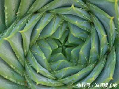 1盆芦荟1万2,你见过?一活就是50年,花友:值这个价格