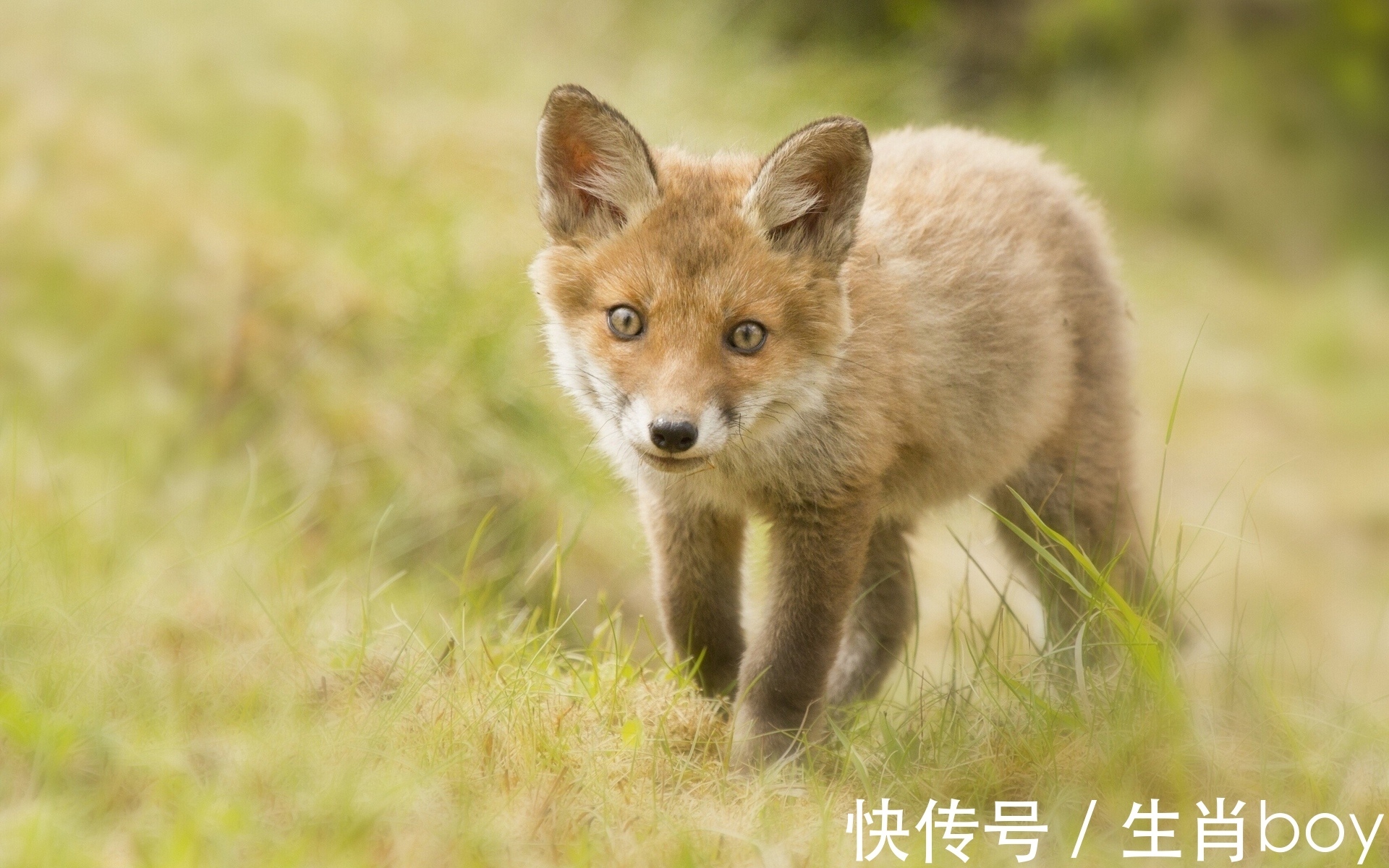 生肖鸡|事情总败在“嘴上”，想成功需要“闭上嘴”的生肖，言多必失