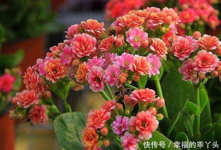 夏天养花,不妨养这3款花,花大色艳真漂亮,谁养谁上瘾