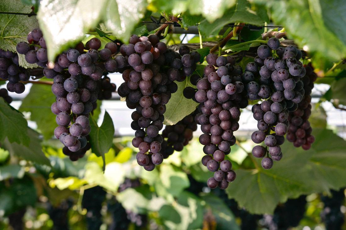 身体不适|吃完葡萄两小时之内，不要碰此物，很多人不清楚，早知早受益