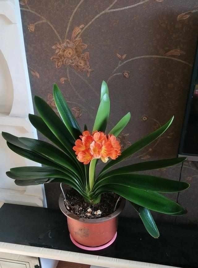 君子兰|养护君子兰有小技巧,您得给它照一照,全年可开花,不踩雷