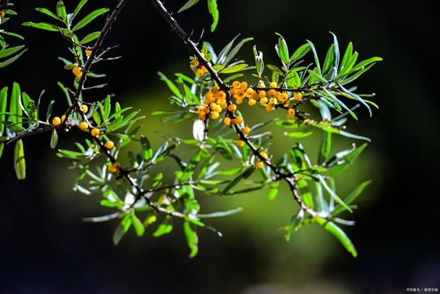 岚烟|沙棘诗词10首:四季轮回叶不凋，霜欺雪压不弯腰